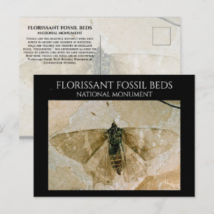 Carte Postale Fossile Papillon, Lits Fossil Florissant, Wyoming