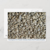 Carte Postale fossiles de brachiopodes de la calcaire de Wenlock (Devant / Derrière)