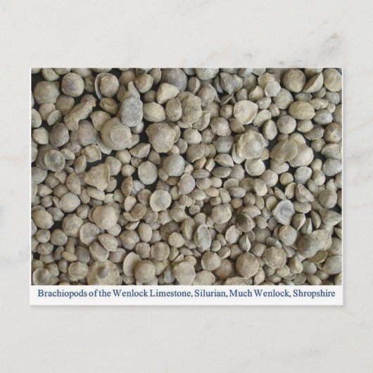 Carte Postale fossiles de brachiopodes de la calcaire de Wenlock (Devant)