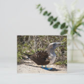 Carte Postale Fou à Pieds Bleus avec Œuf (Debout devant)