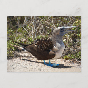 Carte Postale Fou à Pieds Bleus avec Œuf