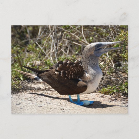 Carte Postale Fou à Pieds Bleus avec Œuf (Devant)
