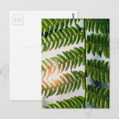 Carte Postale fougère (Devant / Derrière)