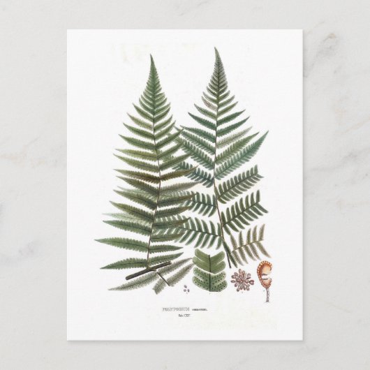 Carte Postale Fougère (Devant)