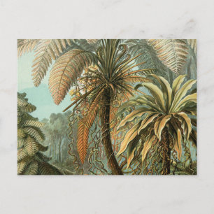 Carte Postale Fougères Palmier Antique Botanique Fougères Art