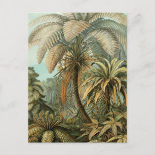 Carte Postale Fougères Palmier Antique Fougères Botaniques Art