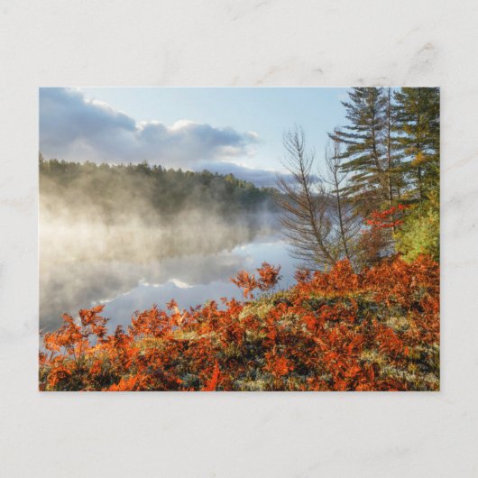 Carte Postale Fougères sur le rivage | Paradis, Michigan (Devant)