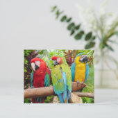 Carte Postale Foule de perroquets macaw colorés (Debout devant)