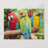 Carte Postale Foule de perroquets macaw colorés (Devant)