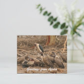 Carte Postale foule vautour (Debout devant)