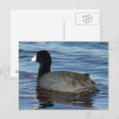 Carte Postale Foulque macroule B27 (Devant / Derrière)