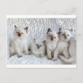 Carte Postale Four Young Ragdoll cats sitting in a row (Devant)
