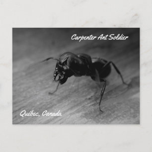 Carte Postale Fourmi charpentière noire soldat posture agressive