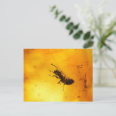 Carte Postale Fourmi dans l'ambre (Debout devant)