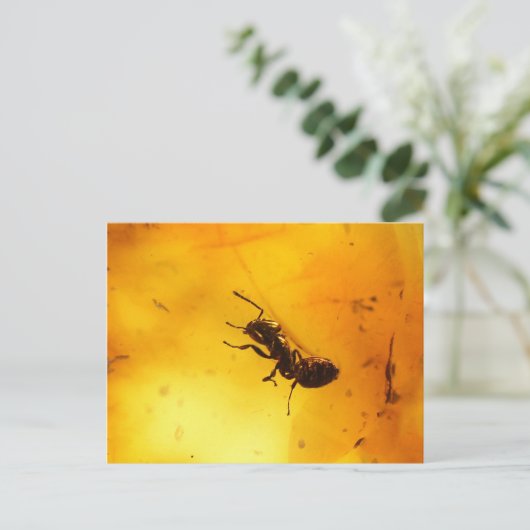 Carte Postale Fourmi dans l'ambre (Debout devant)