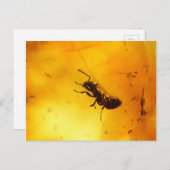 Carte Postale Fourmi dans l'ambre (Devant / Derrière)