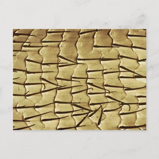 Carte Postale Fourmi - jambe avant (Devant)