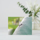 Carte Postale Fourmi noire au soleil (Debout devant)