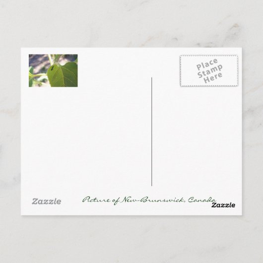 Carte Postale Fourmi sur feuille (Dos)