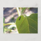 Carte Postale Fourmi sur feuille (Devant)