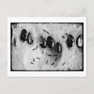 Carte Postale fourmis de surf