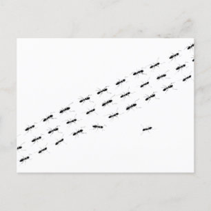 Carte Postale Fourmis indépendantes