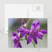 Carte Postale Fourrage Larkspur (Devant / Derrière)