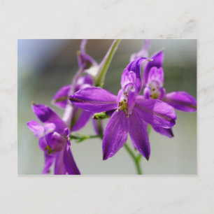 Carte Postale Fourrage Larkspur