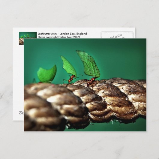 Carte postale fourre-tout (Devant / Derrière)