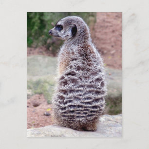Carte Postale fourrure de meerkat