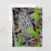 Carte Postale Fowlers Toad Postcard (Devant / Derrière)