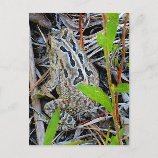 Carte Postale Fowlers Toad Postcard (Devant)