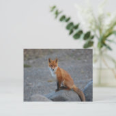 Carte Postale Fox (Debout devant)