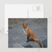 Carte Postale Fox (Devant / Derrière)