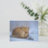 Carte postale Fox (Debout devant)