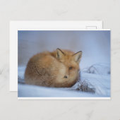 Carte postale Fox (Devant / Derrière)