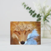 Carte Postale Fox (Debout devant)