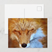 Carte Postale Fox (Devant / Derrière)