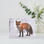 Carte Postale Fox (Debout devant)