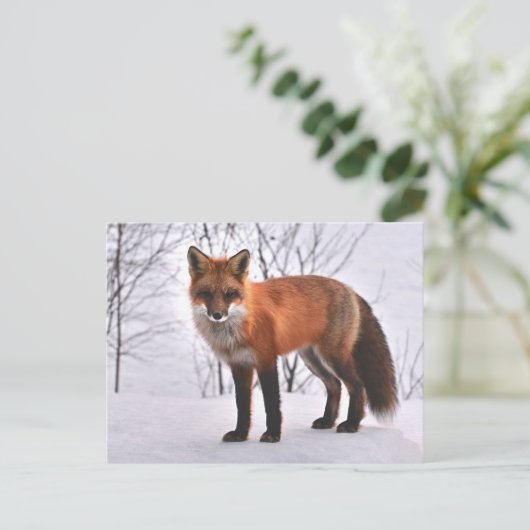 Carte Postale Fox (Debout devant)