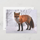 Carte Postale Fox (Devant / Derrière)