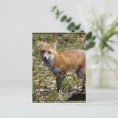 Carte postale Fox (Debout devant)