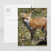 Carte postale Fox (Devant / Derrière)