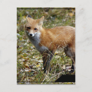 Carte postale Fox