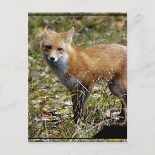 Carte postale Fox (Devant)