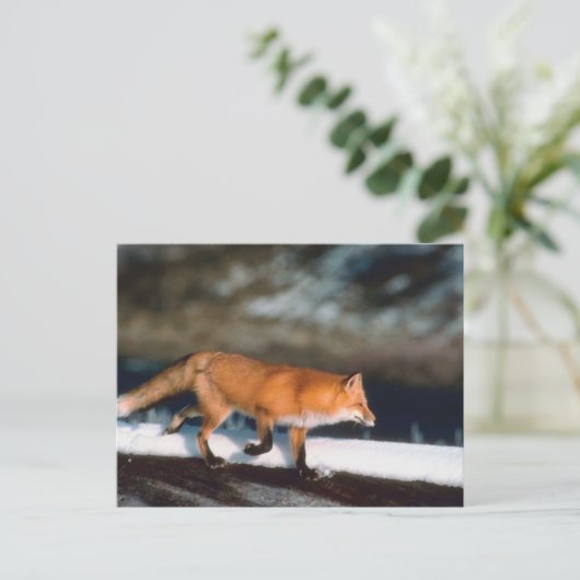 Carte Postale Fox Coule En Neige (Debout devant)