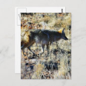 Carte Postale Fox Coyotes Wild Anilmal dans le champ (Devant / Derrière)