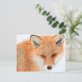 Carte Postale Fox Dans La Neige (Debout devant)