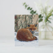 Carte Postale Fox dans la neige (Debout devant)