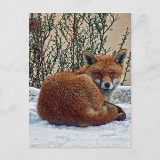 Carte Postale Fox dans la neige (Devant)